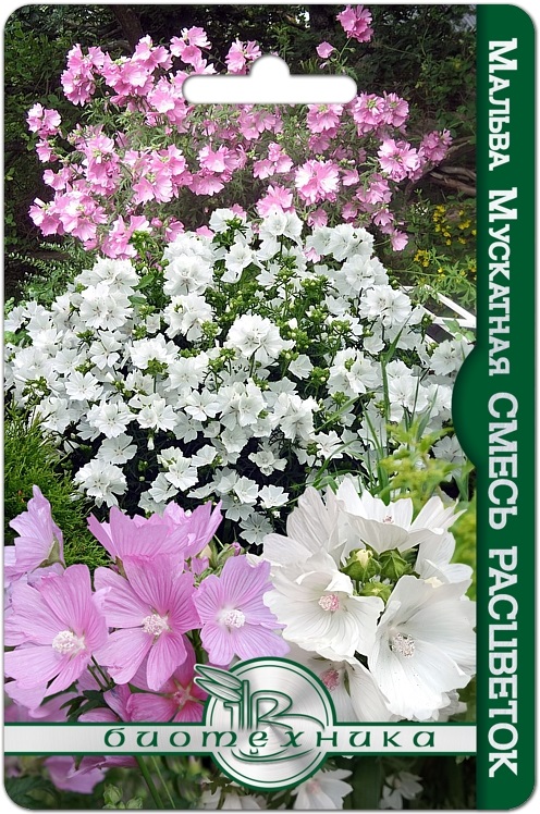 Мальва мускатная смесь расцветок 40 шт, Семена цветов, Мальва (Шток-роза)