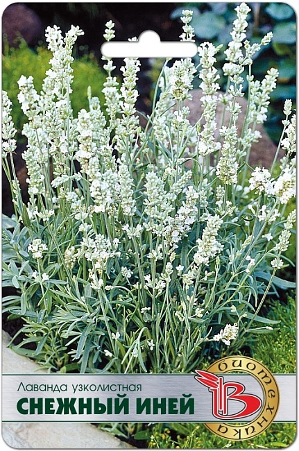 Лаванда узколистная Снежный иней 15 шт