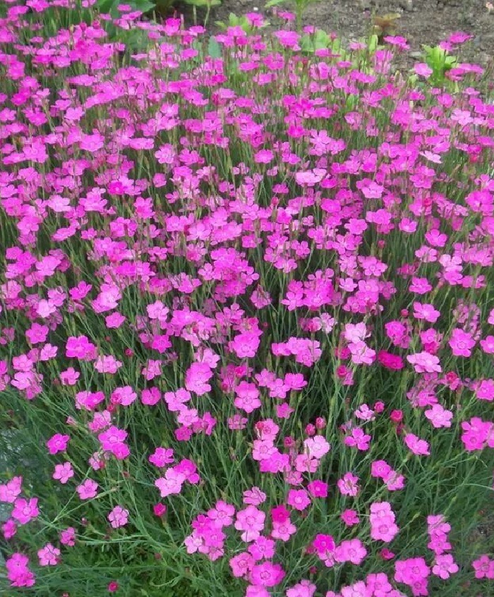 

Гвоздика-травянка (малиновая) 1 шт Р9