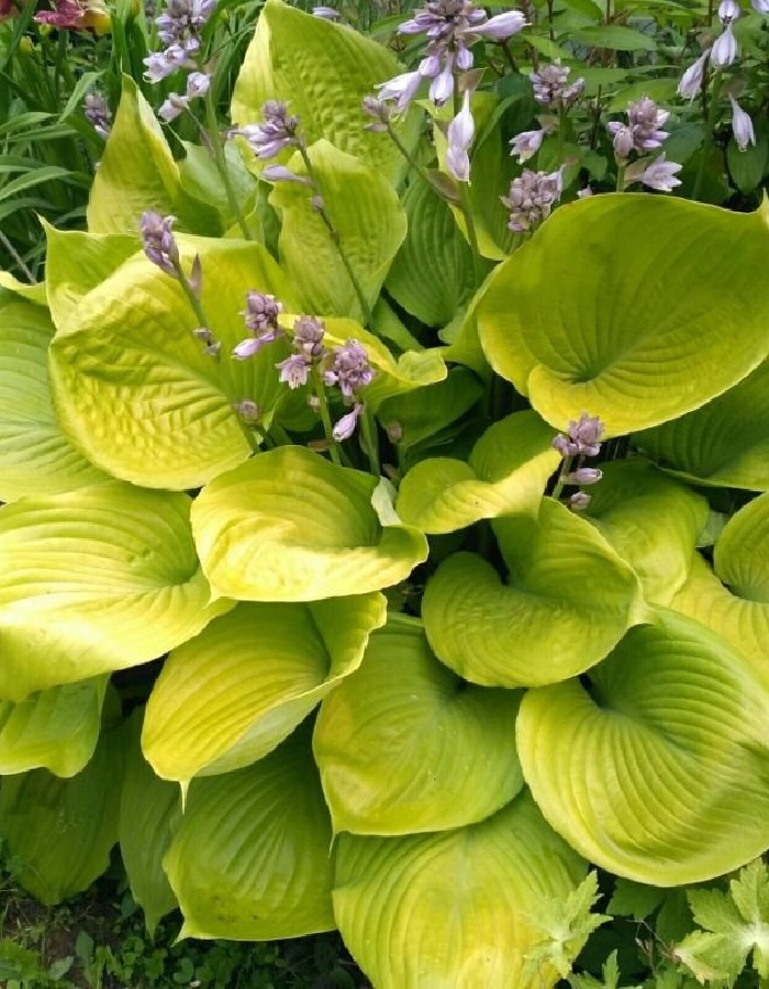 

Хоста Сам энд Сабстэнс