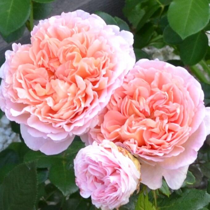 Роза спрей Бабушка Мэри