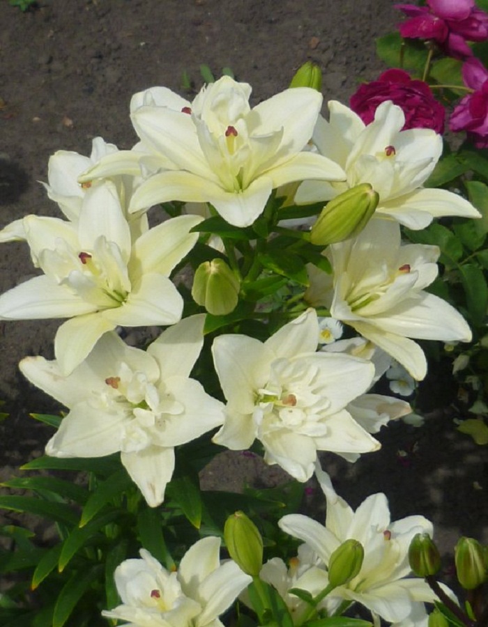Лилия Аннемарис Дрим (горшок), Многолетние цветы и травы, Лилия