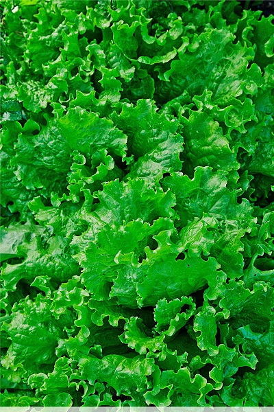 Салат Витаминный 1 гр б.п семена салат витаминный 1 г