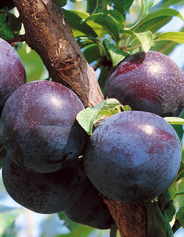 

Слива Степная синяя