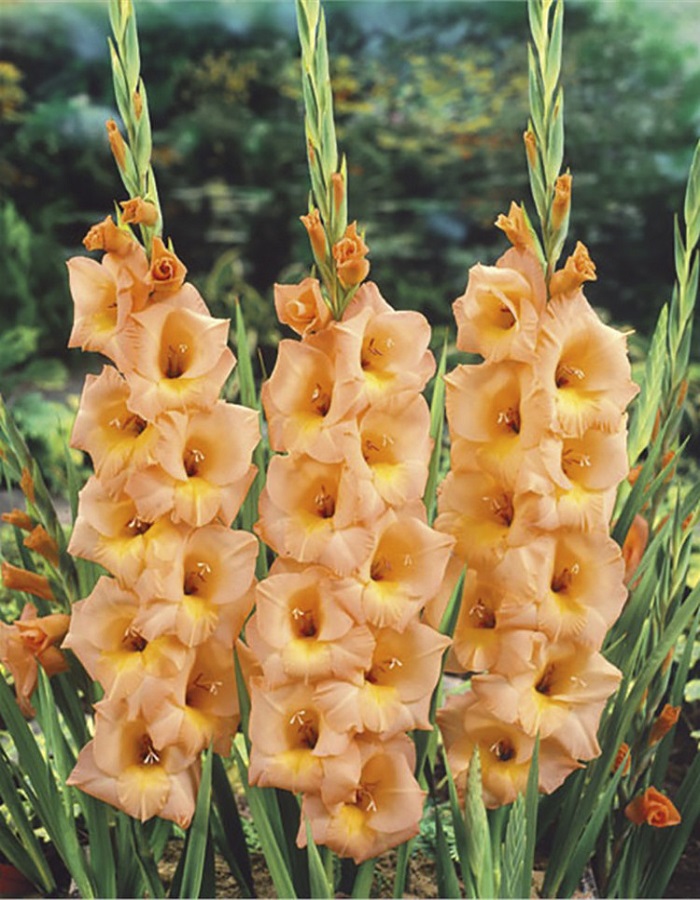 

Гладиолус Эста Бонита 1 уп. (3 шт.)