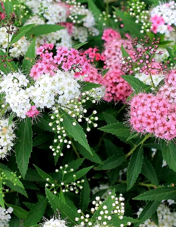 

Спирея японская Генпей(двухцветная) 1 шт Р9