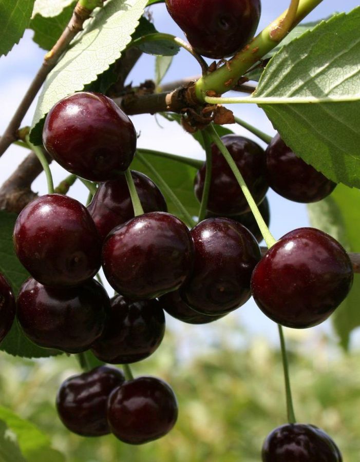 

Черешня Подарок Степанова