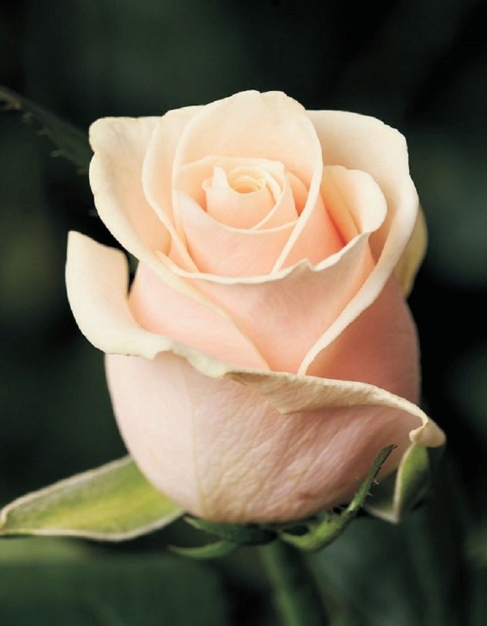 Роза чайно-гибридная Талея 1 шт