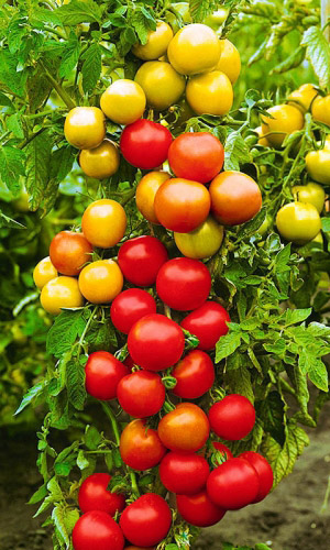 Томат Исток (УД) 20 шт цв.п томат исток уд 20 шт цв п