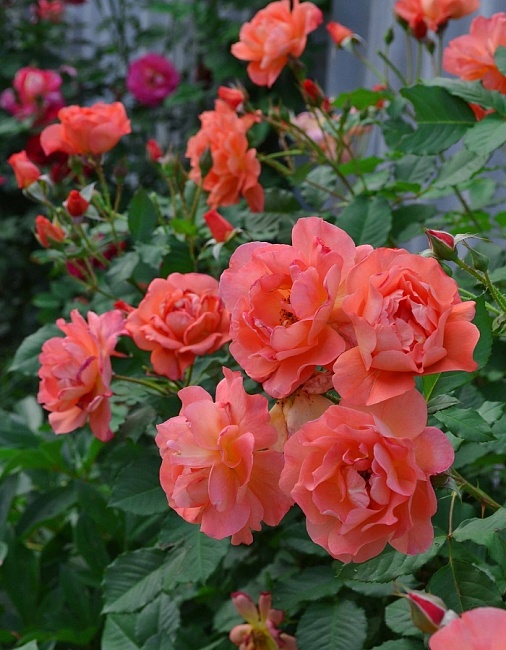 Роза плетистая Вестерленд