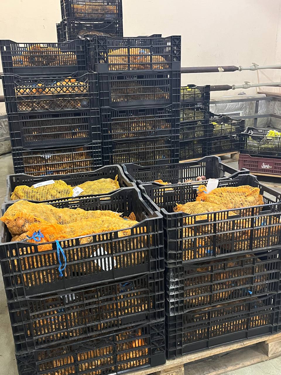 Поступление посадочного материала Весна 2026