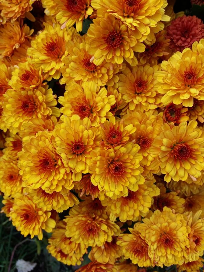 

Хризантема мультифлора Санбим Флэм ASF 1 шт Р9