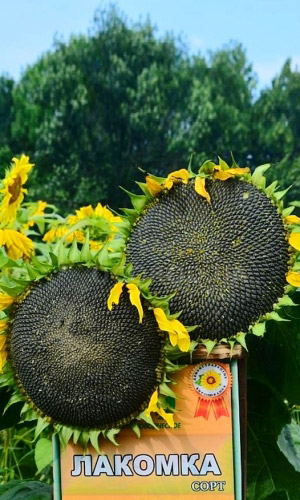 Подсолнечник Лакомка (УД) 5 гр цв п