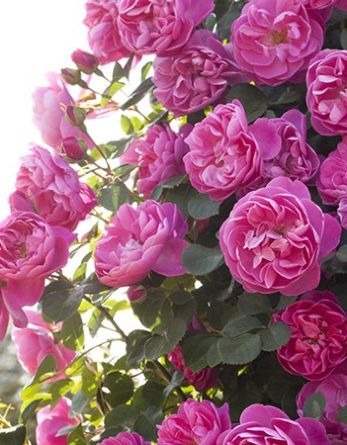 Роза плетистая Аллегро 1 шт. роза жардина плетистая топалович