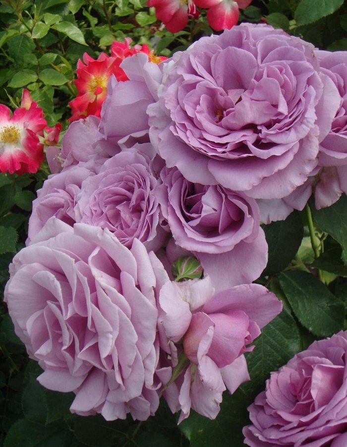 

Роза спрей Кантри Спирит Сонг