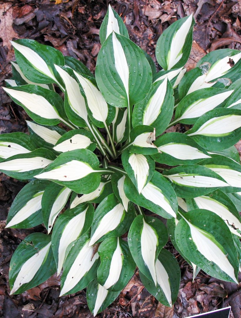 

Хоста Бизнес