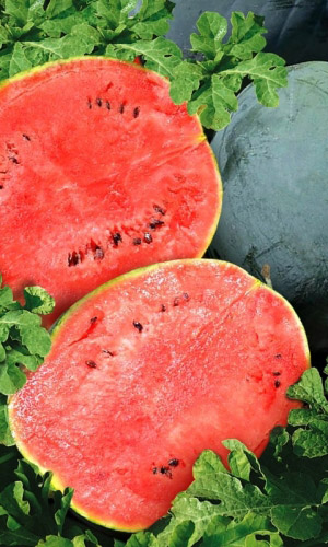 Арбуз Сладкоежка (УД) 10 шт цв п