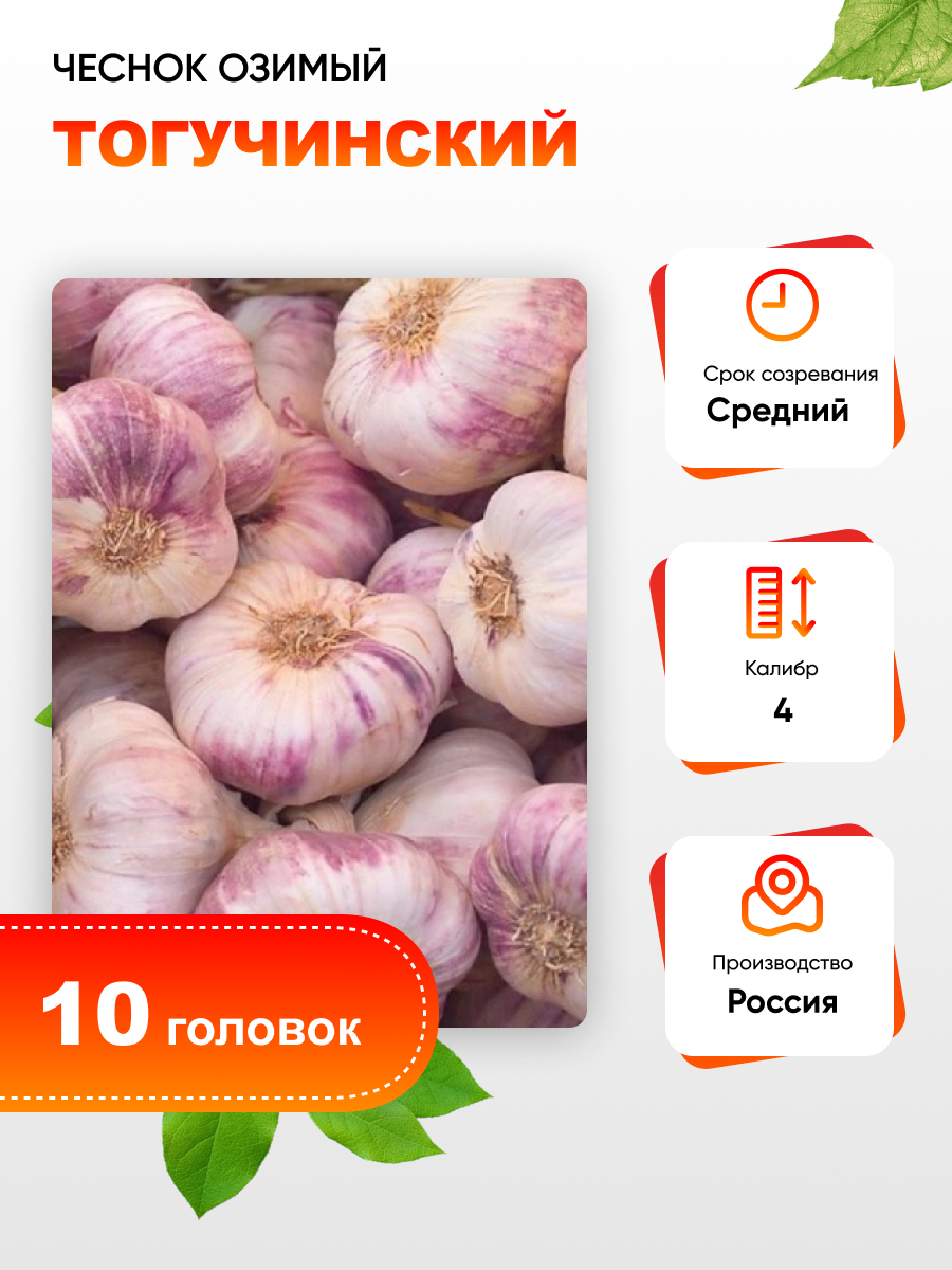

Чеснок Тогучинский 1 уп. (10 головок) калибр 4