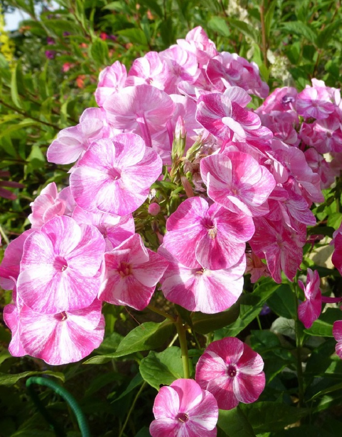 

Флокс Фрикли Пинк Шейдес