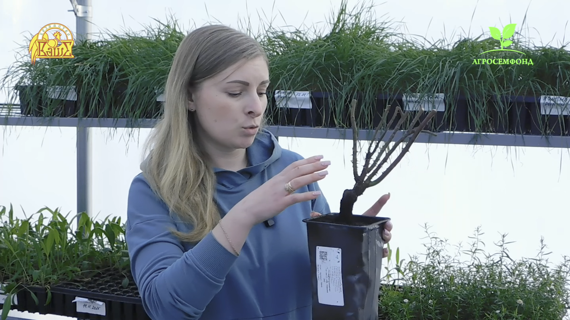 Саженцы роз