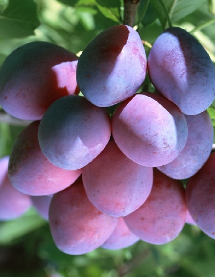 

Слива Смолинка