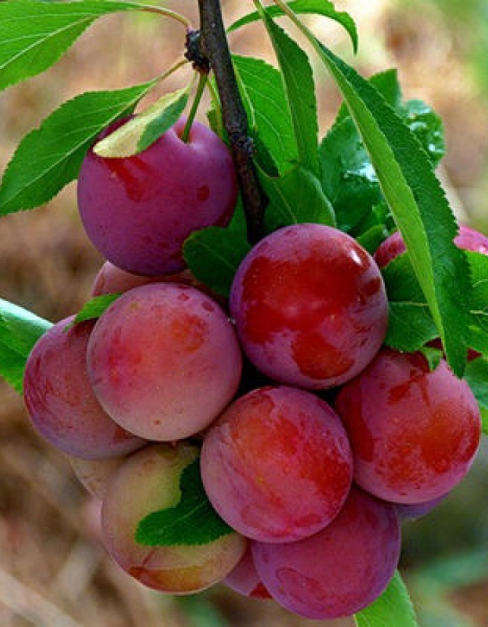 

Алыча Найдена