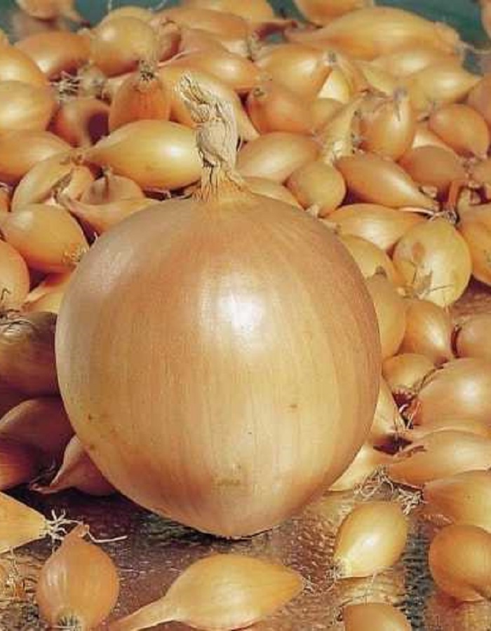 

Лук севок Сеттон (калибр 10/21) 0,5кг