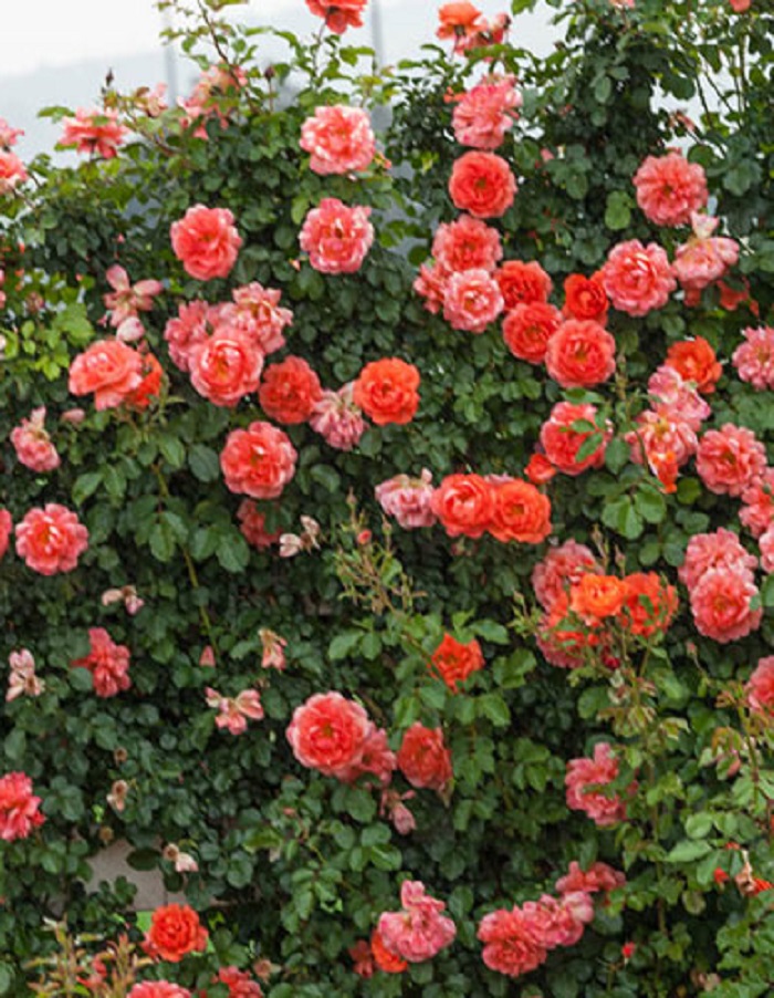 

Роза плетистая Эбав олл