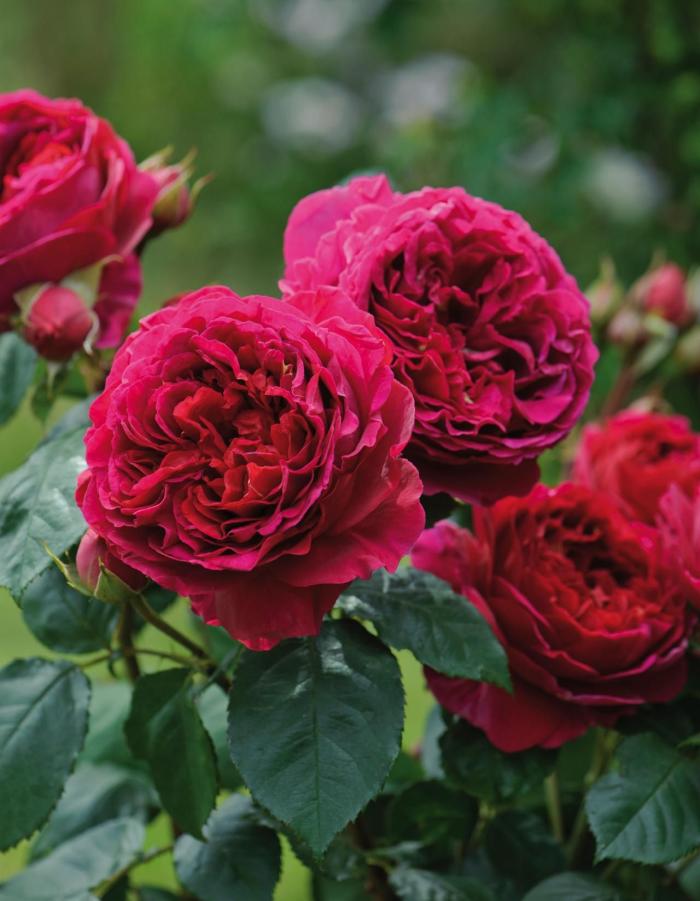 Роза чайно-гибридная Шеффилд Парк 1 шт роза мансфилд парк пинк