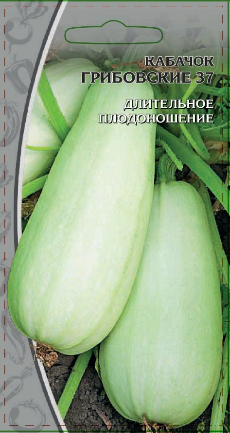 

Кабачок Грибовские 37 1 гр цв.п