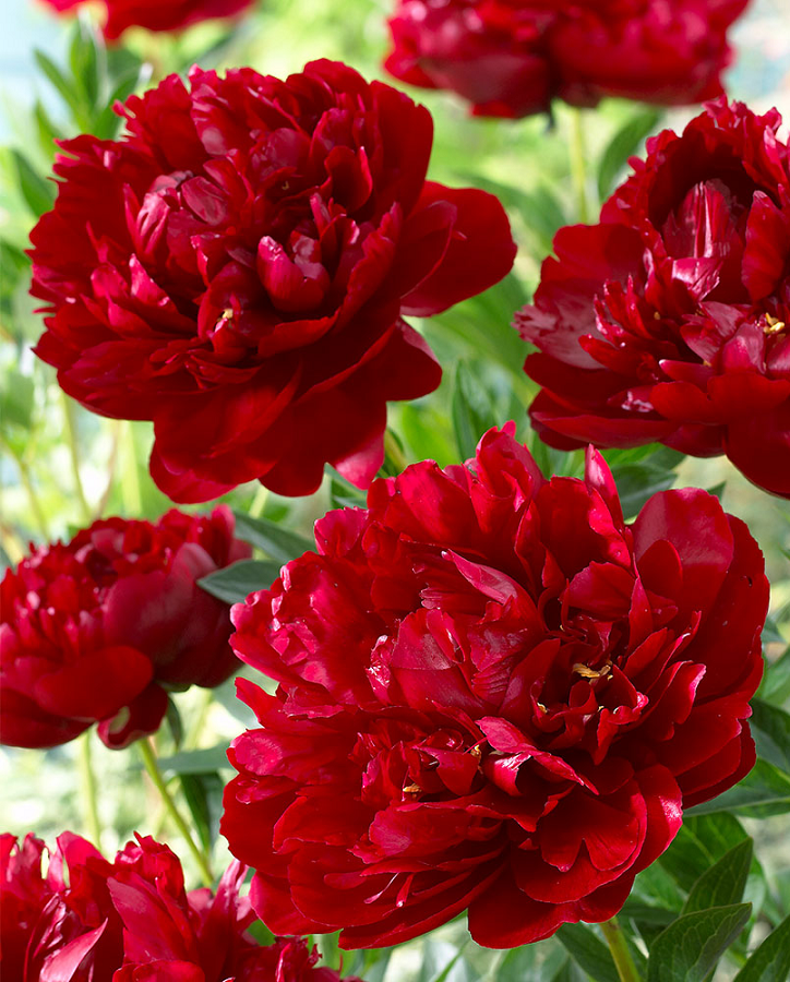 

Пион травянистый Рубра Плена