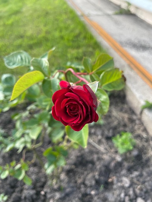 Роза плетистая Симпатия