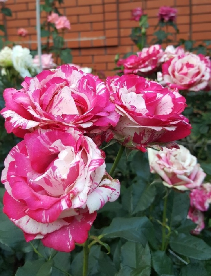 Роза чайно-гибридная Сатина 1 шт цена и фото