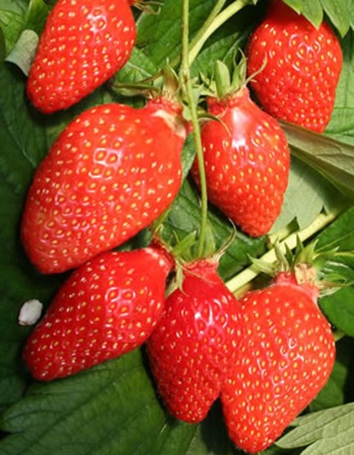 

Земляника садовая Гаригуэтта