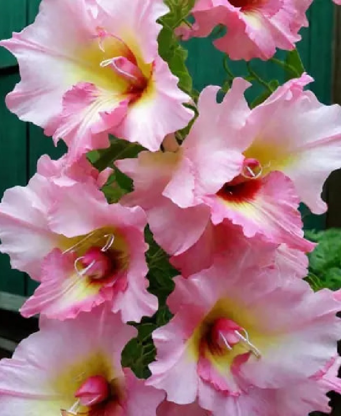 

Гладиолус Замора 1 уп. (3 шт.).