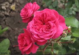 Роза спрей Сангрита