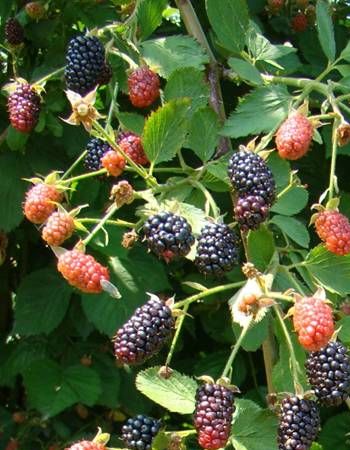 Ежевика бесшипая Бжезина 