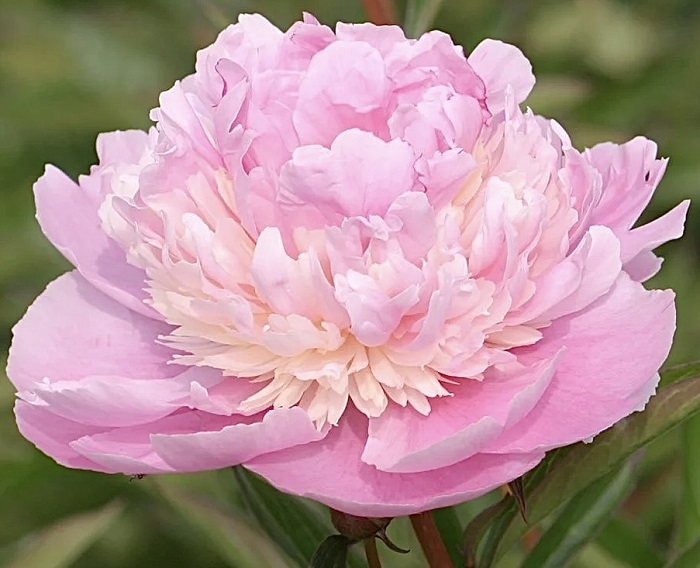 Пион травянистый Сорбет