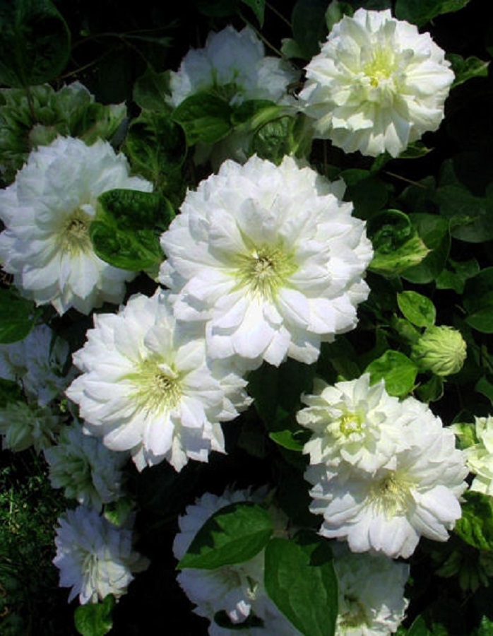 

Клематис Дюшес Оф Эдинбург 1 шт Р9