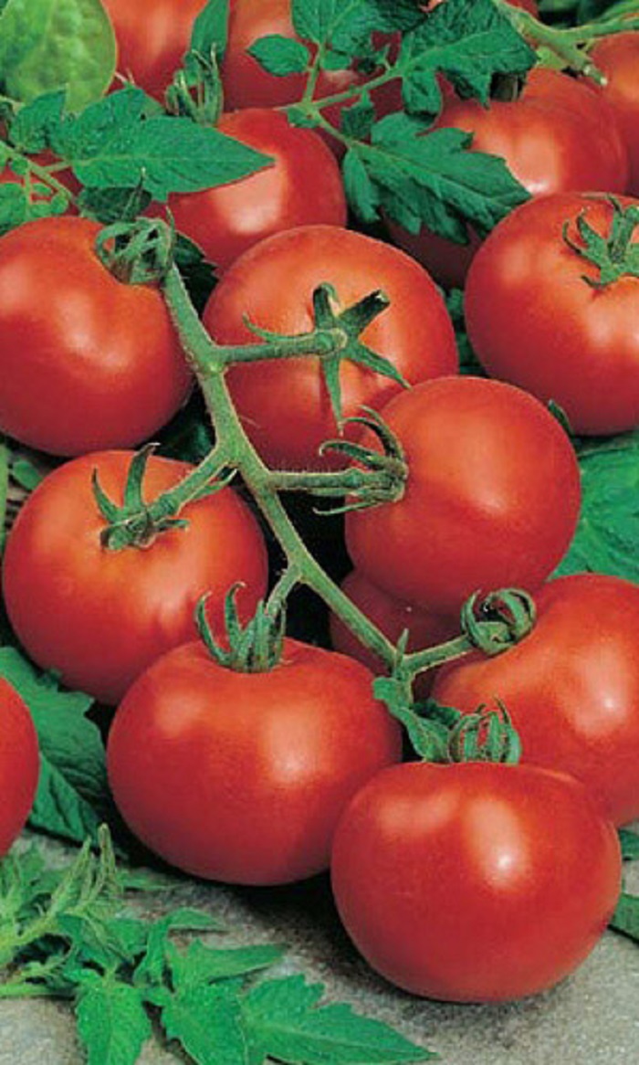 Томат Кистевой F1 (УД) 12 шт цв.п семена томат терек f1 12 шт
