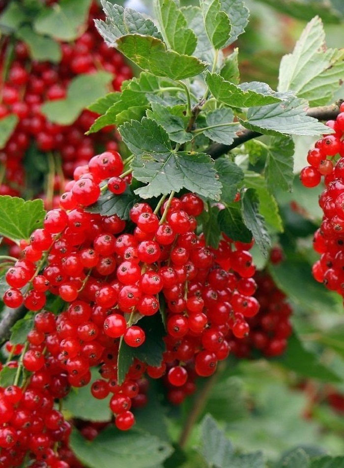 

Смородина красная Ролан