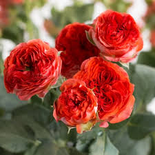 Роза спрей Герой