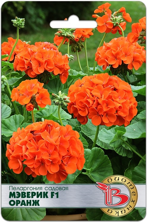 Пеларгония садовая Мэверик F1 Оранж 5 шт цена и фото