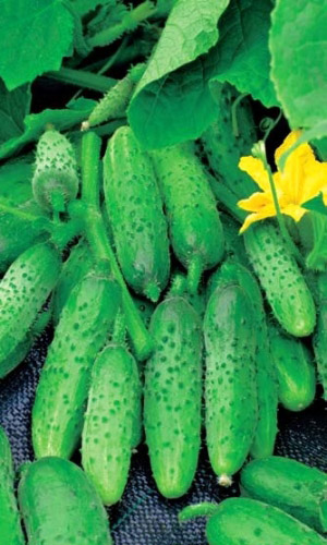 Огурец Алтай (УД) 10 шт цв.п