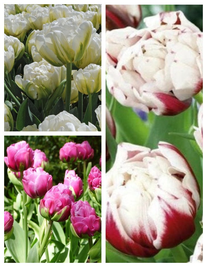 набор тюльпанов мечта поэта 15 шт Набор Тюльпанов  Блики весны  9 шт.