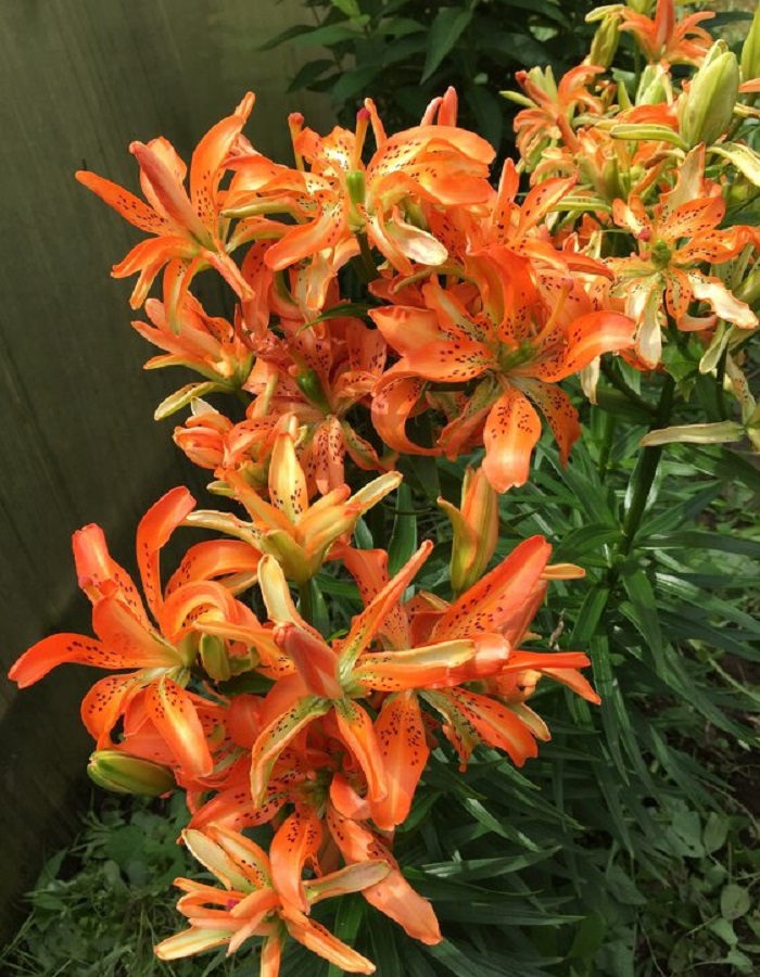 

Лилия Маст Си