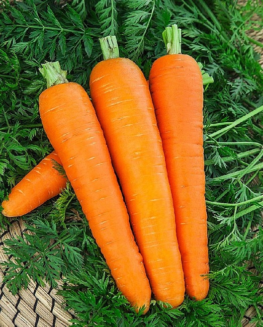 Морковь Роте Ризен 2 гр б.п.