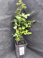 Роза чайно-гибридная Кейра 