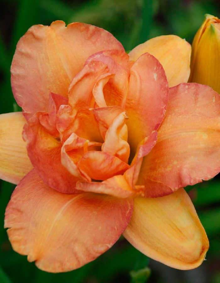 

Лилейник Франсис Джойнер