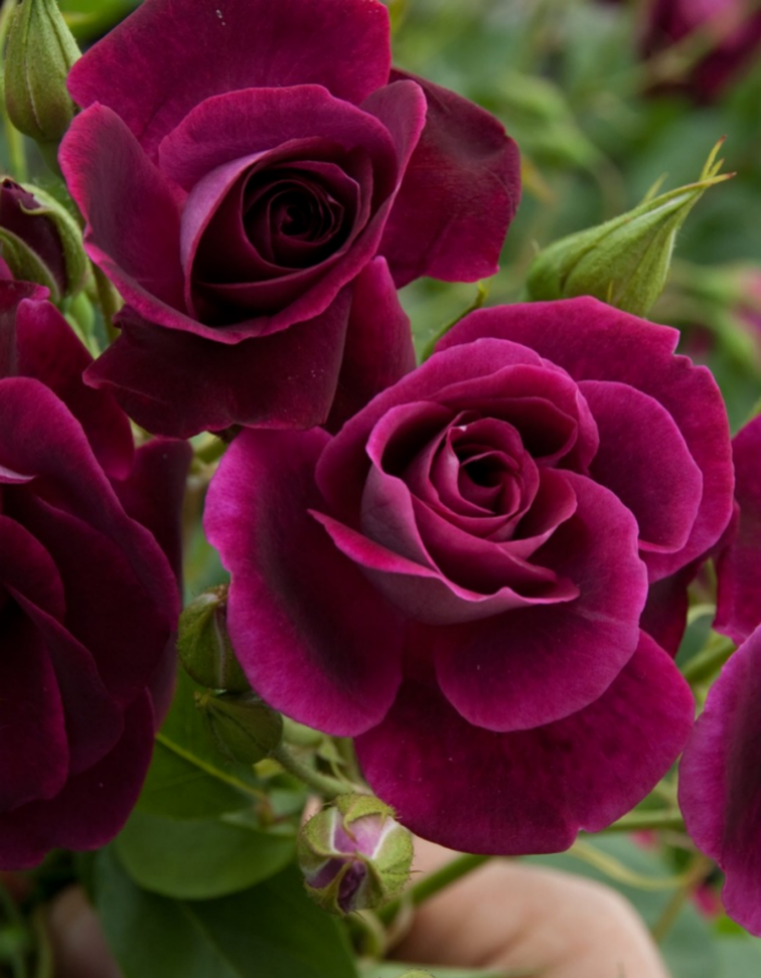 Роза флорибунда Бургунди Айс 1 шт роза бургунди ваза фено гено
